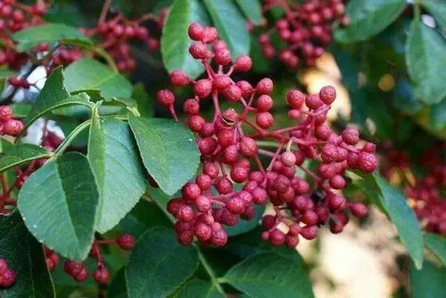 农户合理种植花椒掌握田间管理技术提升品质有所保证(图3)