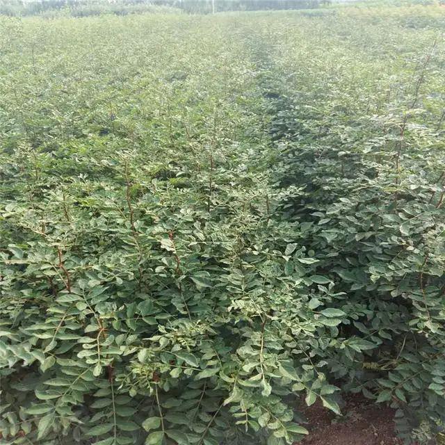 农户合理种植花椒掌握田间管理技术提升品质有所保证(图4)