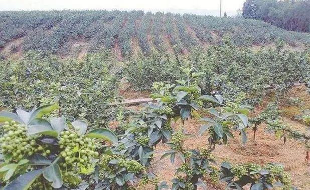 农户合理种植花椒掌握田间管理技术提升品质有所保证(图5)