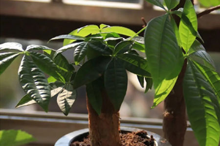 风水植物有哪些及作用(图1)