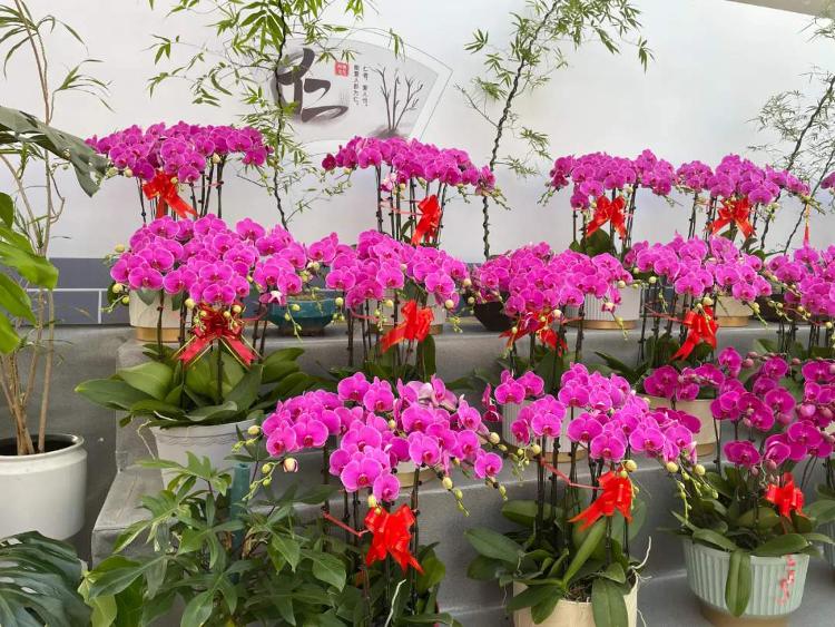 迎新春逛花市济南举办年宵花节推出赏花购花“一张图”请收藏！_今日头条_大众网(图2)