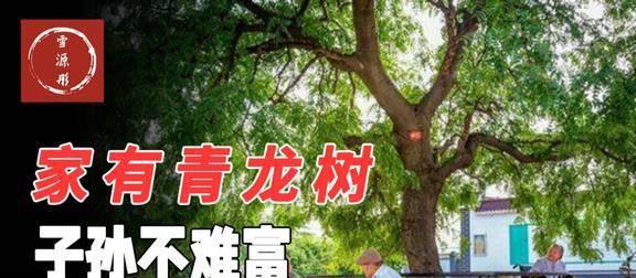 “家有青龙树后代一直富”啥是“青龙树”有什么依据吗？WilliamHill(图1)