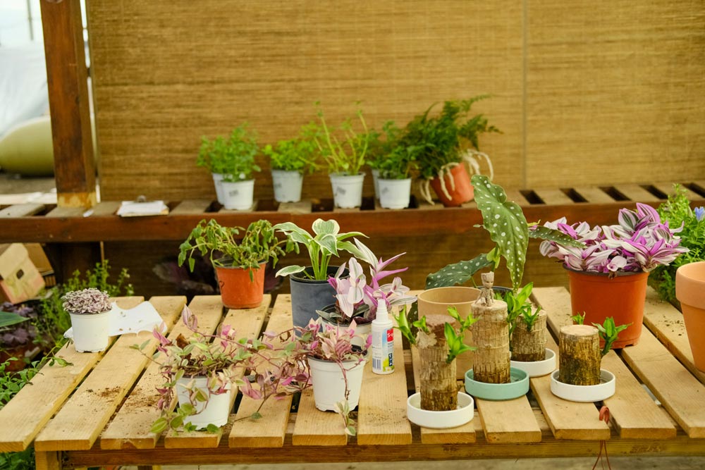 客厅风水植物有哪些八种植物招财又旺宅(图2)