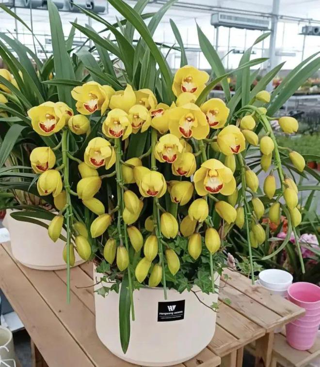 年年火爆的年宵花大花蕙兰春节前300块春节后30块！(图4)