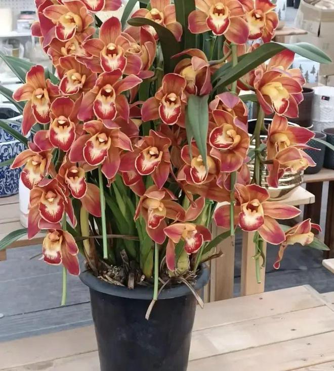 年年火爆的年宵花大花蕙兰春节前300块春节后30块！(图2)