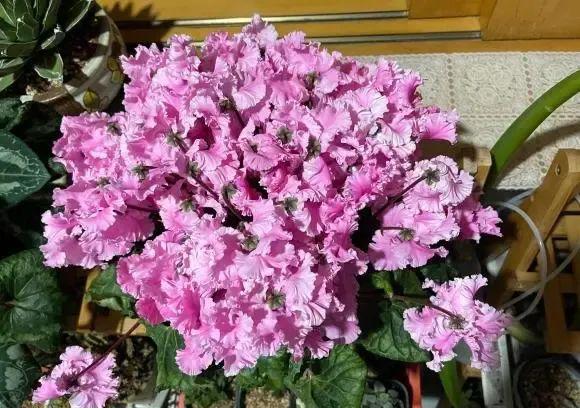 4种盆栽小花性价比很高花量很大新年买两盆摆在客厅(图3)
