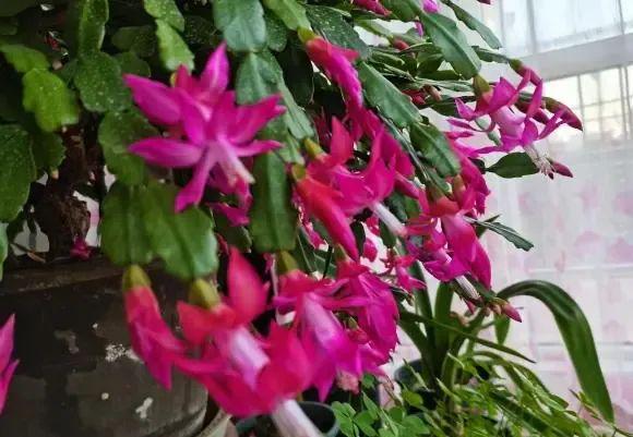 4种盆栽小花性价比很高花量很大新年买两盆摆在客厅(图6)