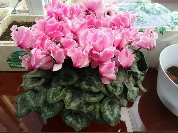 4种盆栽小花性价比很高花量很大新年买两盆摆在客厅(图4)
