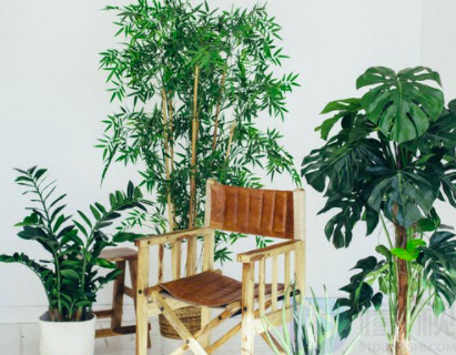 家居风水植物可以选择这7种(图2)