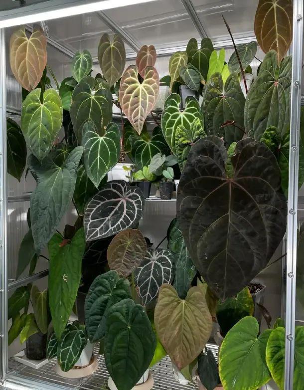 江苏无锡热植展标价88w的热植竟然有人买下了真是阔气(图1)