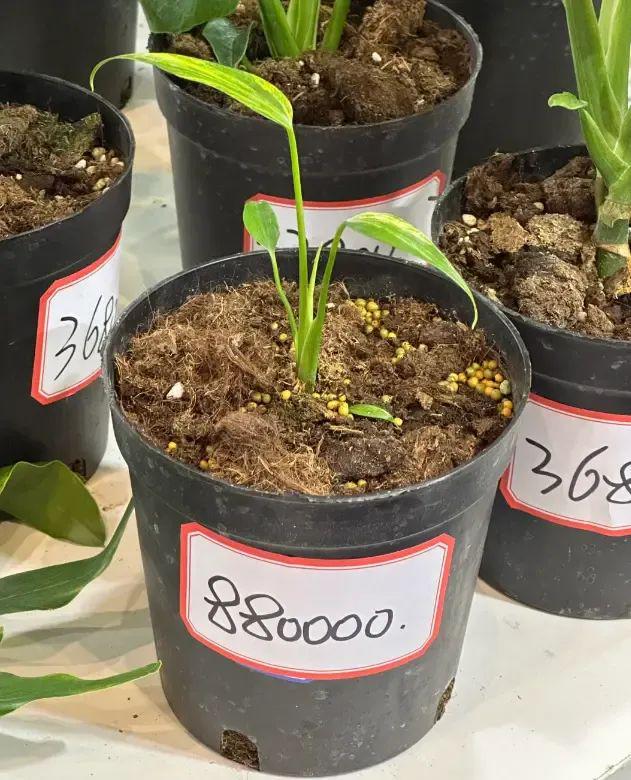 江苏无锡热植展标价88w的热植竟然有人买下了真是阔气(图4)