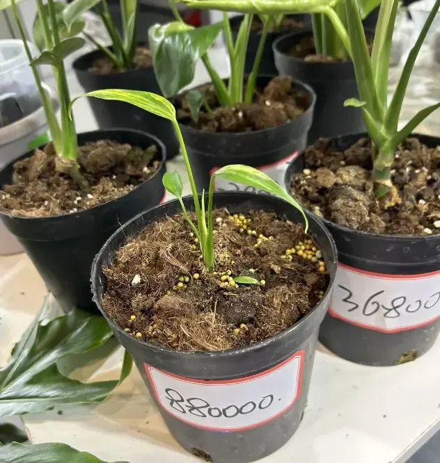 江苏无锡热植展标价88w的热植竟然有人买下了真是阔气(图3)