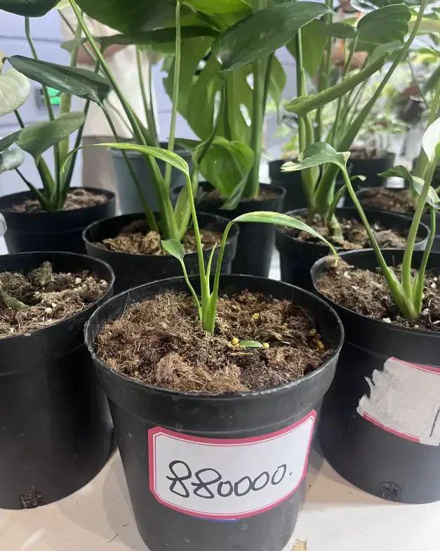 江苏无锡热植展标价88w的热植竟然有人买下了真是阔气(图2)