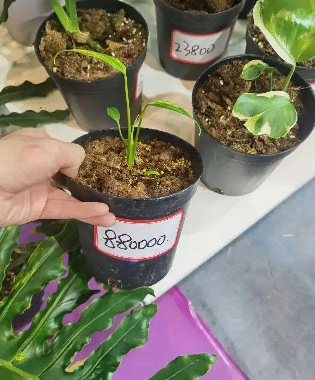 江苏无锡热植展标价88w的热植竟然有人买下了真是阔气(图5)