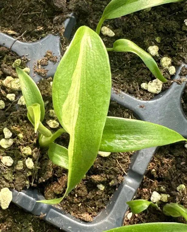 江苏无锡热植展标价88w的热植竟然有人买下了真是阔气(图6)
