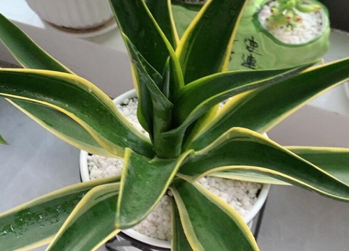 龙舌兰的寓意和象征风水(图2)