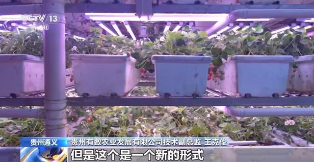 报效祖国建功西部丨娄山关下新农人“植物工厂”开创新赛道(图7)