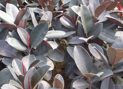 黑金刚植物的风水作用及寓意摆放位置风水与讲究(图3)