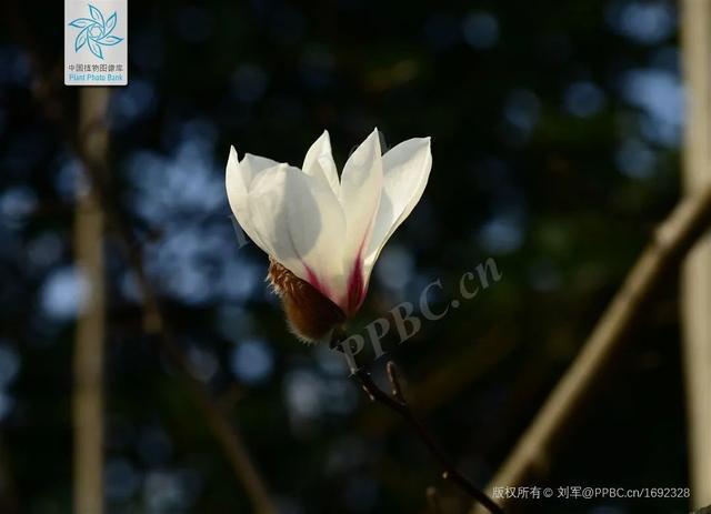 白玉兰观赏金山有这三处打卡点→(图2)