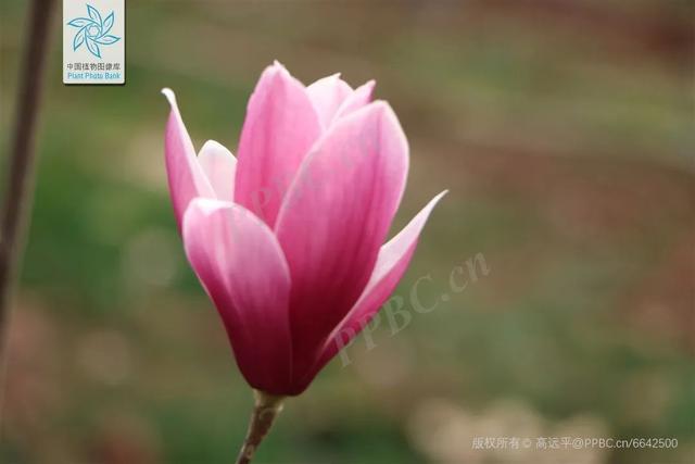 白玉兰观赏金山有这三处打卡点→(图5)
