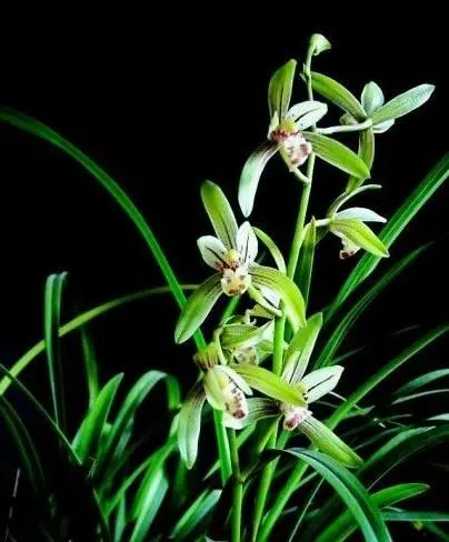 2012家居风水植物大全来一株风水植物旺你的家(图2)