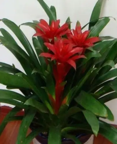 2012家居风水植物大全来一株风水植物旺你的家(图3)
