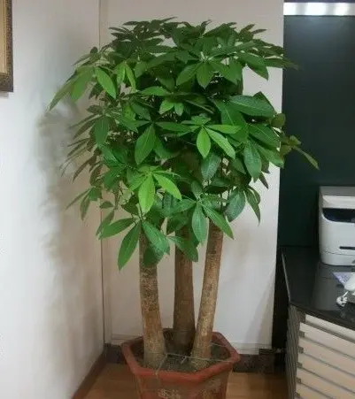 2012家居风水植物大全来一株风水植物旺你的家(图5)