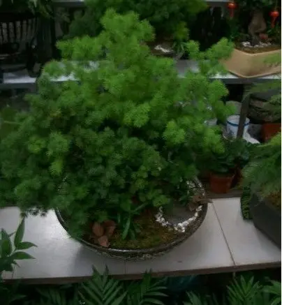 2012家居风水植物大全来一株风水植物旺你的家(图6)