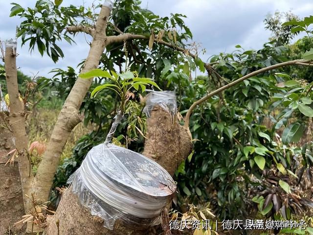 荔花盛望丰收！肇庆这里的荔枝成花率已超八成(图3)