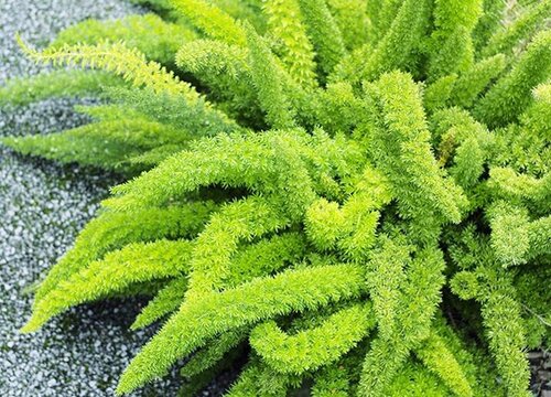 天门冬的风水寓意和摆放位置(图2)