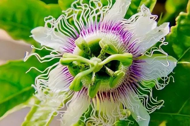 百香果什么时候开花结果(图4)