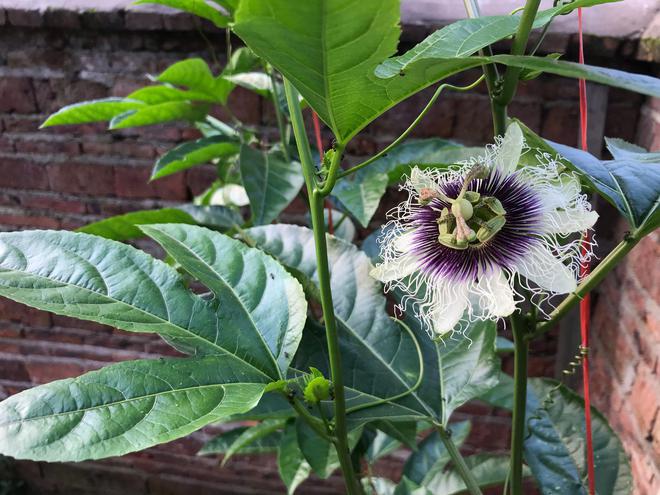 百香果什么时候开花结果(图3)