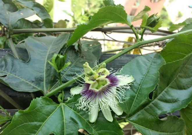 百香果什么时候开花结果(图2)