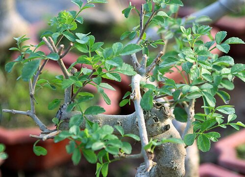 威廉希尔白蜡树风水作用与寓意(图2)