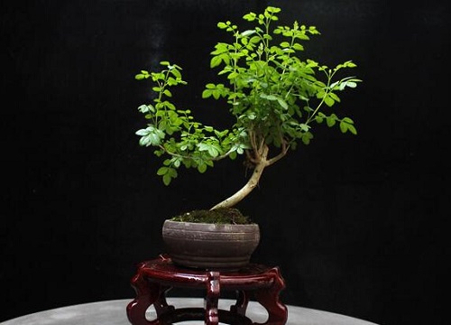 威廉希尔白蜡树风水作用与寓意(图3)