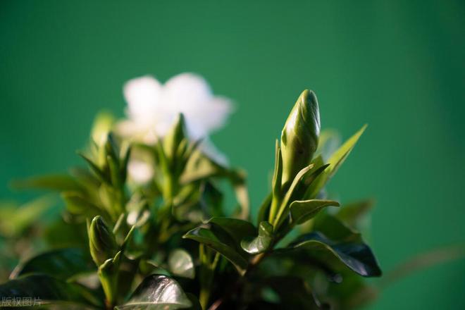 你知道栀子花一年开几次吗？揭秘花期！(图3)