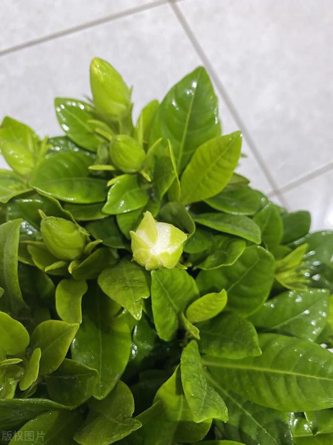 你知道栀子花一年开几次吗？揭秘花期！(图2)