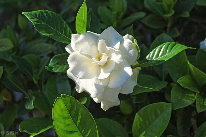 你知道栀子花一年开几次吗？揭秘花期！(图5)