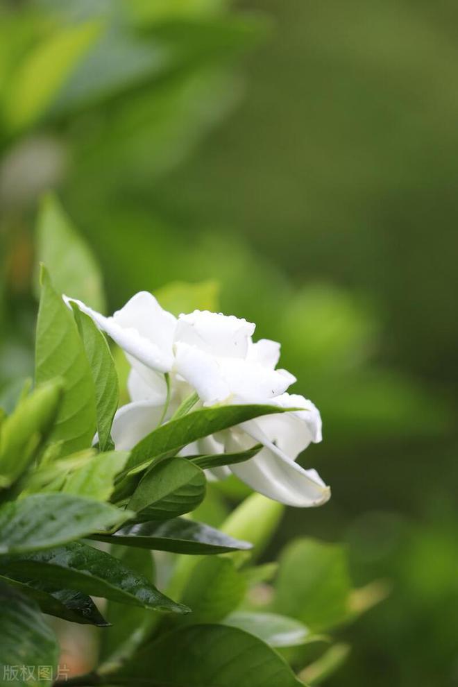 你知道栀子花一年开几次吗？揭秘花期！(图4)