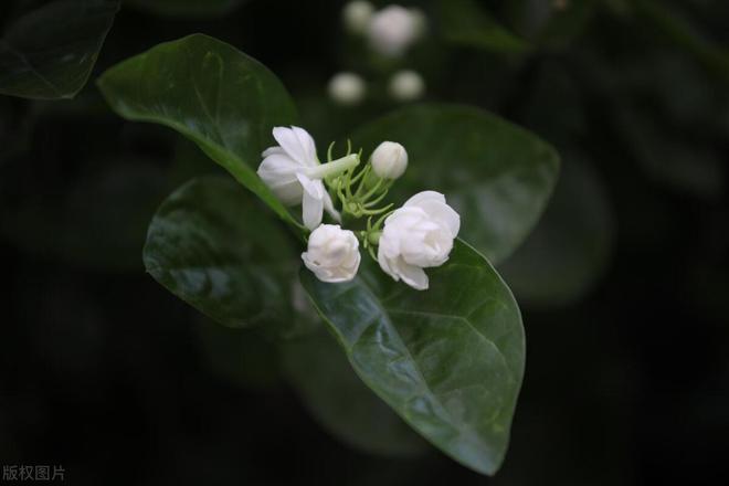 你知道栀子花一年开几次吗？揭秘花期！(图6)