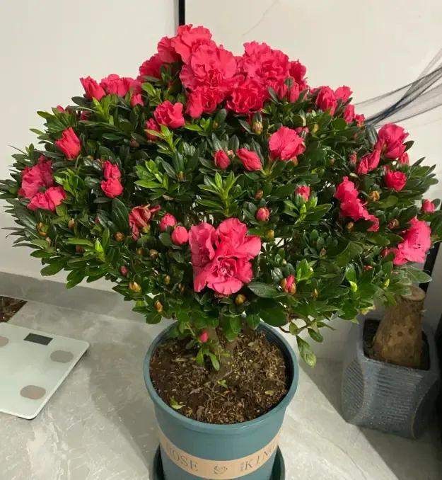 一百块的杜鹃花买回家1个月还没等过年全都枯萎了！(图3)