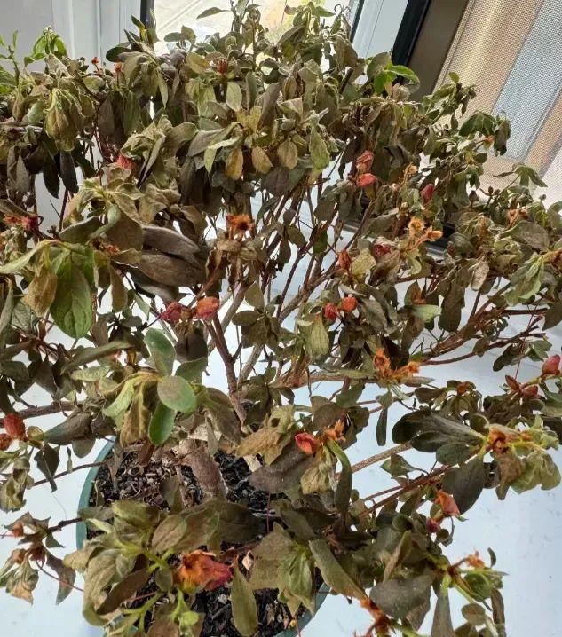 一百块的杜鹃花买回家1个月还没等过年全都枯萎了！(图6)