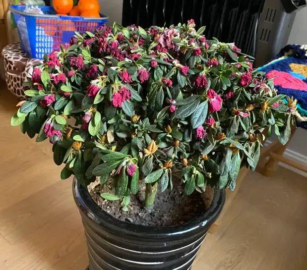 一百块的杜鹃花买回家1个月还没等过年全都枯萎了！(图5)