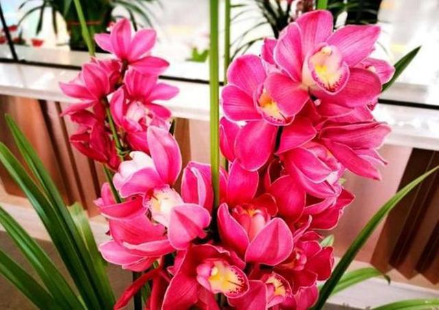 兰花中的“喜庆草”花大红艳直径大如盘花香馥郁无花能及(图2)