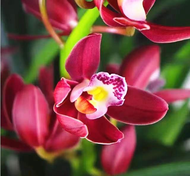 兰花中的“喜庆草”花大红艳直径大如盘花香馥郁无花能及(图5)