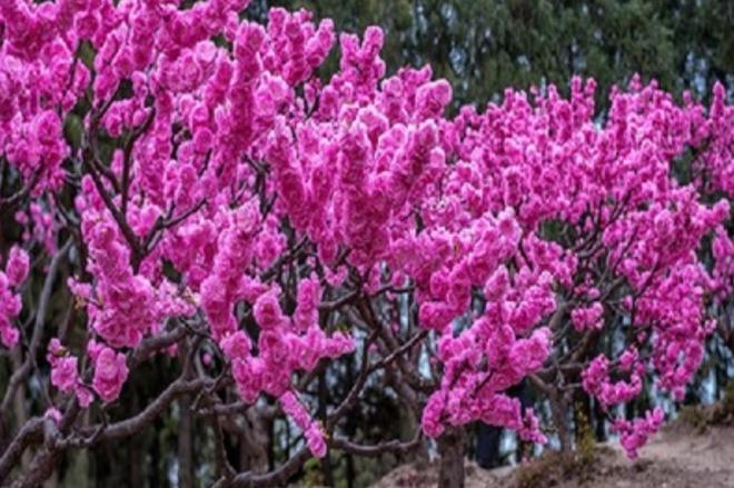 梅花生长在什么地方(图2)