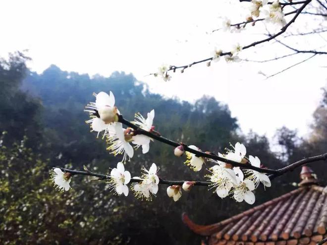 梅花生长在什么地方(图4)