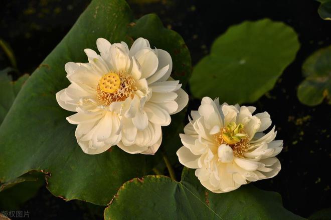 家庭养荷花的技巧与花期详解(图4)