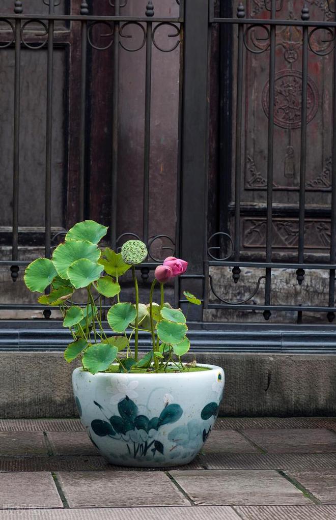 家庭养荷花的技巧与花期详解(图3)