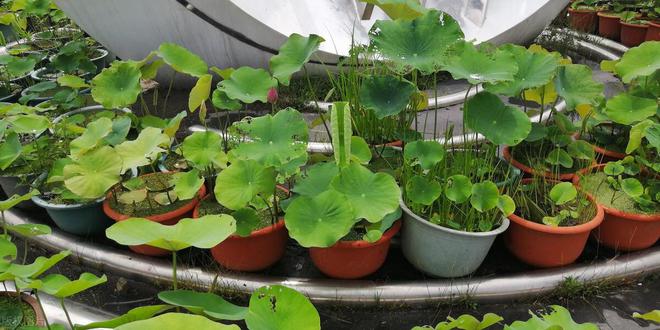 家庭养荷花的技巧与花期详解(图5)